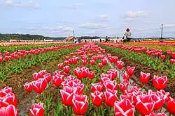 これは千葉県佐倉市の街の風景写真