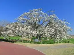 これは茨城県猿島郡五霞町の街の風景写真