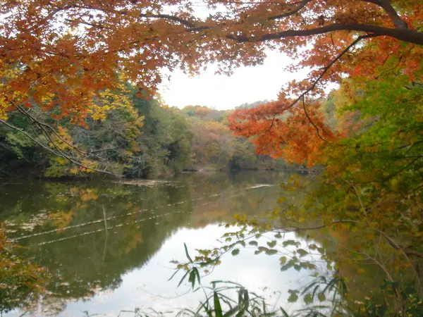 これは神奈川県足柄上郡中井町の街の風景写真