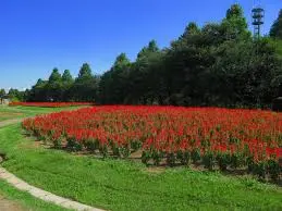 これは埼玉県さいたま市西区の街の風景写真