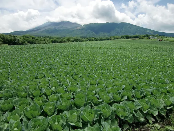 これは群馬県吾妻郡嬬恋村の街の風景写真