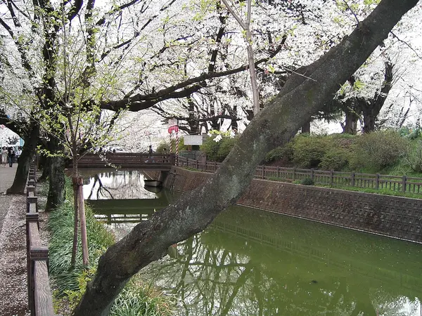 これは群馬県邑楽郡大泉町の街の風景写真